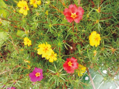 太陽(yáng)花