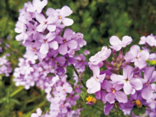 藍(lán)香芥