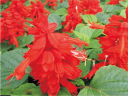 一串紅(太陽神) 一串紅(太陽神)